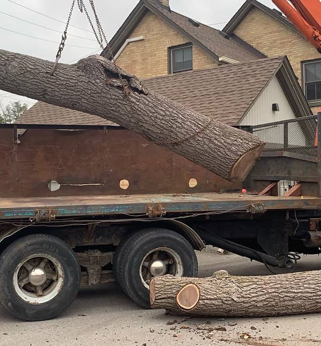 TLC Tree Service Arborist Services