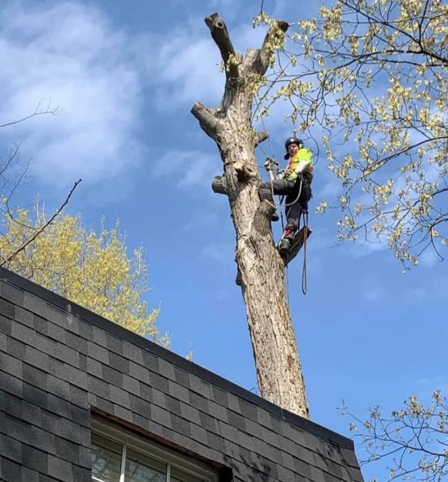 TLC Tree Service Arborist Services